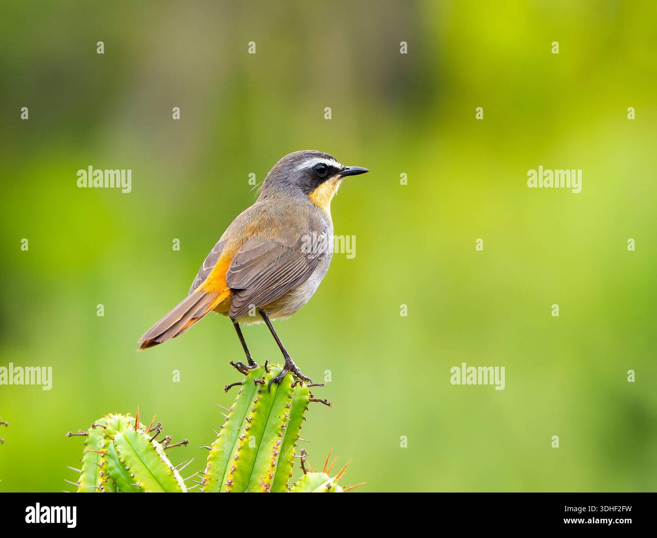 Una chiacchierata di Cape robin, il caffe' Dessonornis, appollaiato su un cactus. Foto Stock