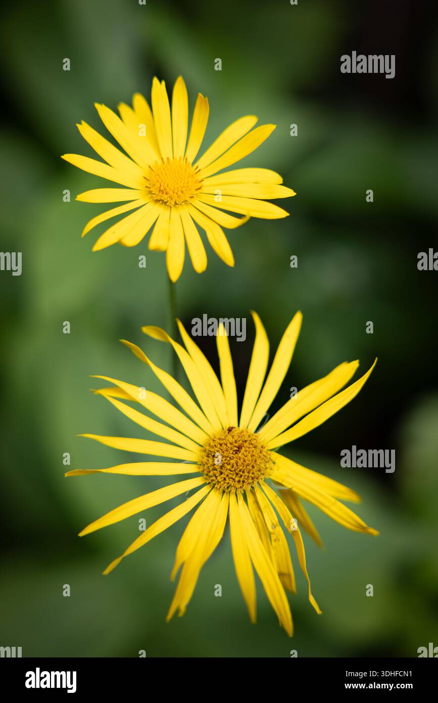 Fiori nella zona escursionistica della Patscherkofelbahn sulle Alpi sopra Innsbruck, in Tirolo (Tirolo), Austria, Europa centrale. Foto Stock