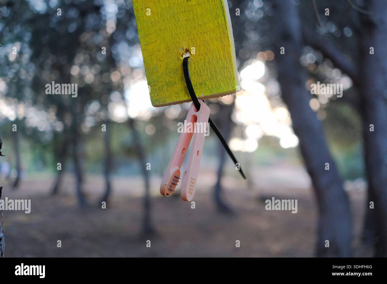 Clip della mappa di orientamento appeso su un albero in una foresta al crepuscolo con spazio per il testo Foto Stock