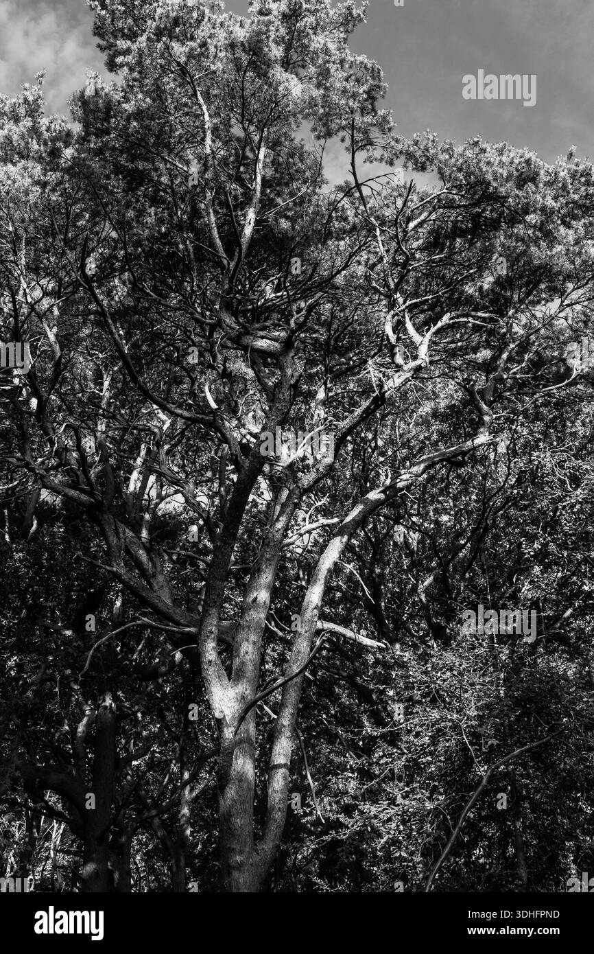 Vista in bianco e nero di alberi maturi con rami intrecciati che formano una fitta tettoia boschiva Foto Stock