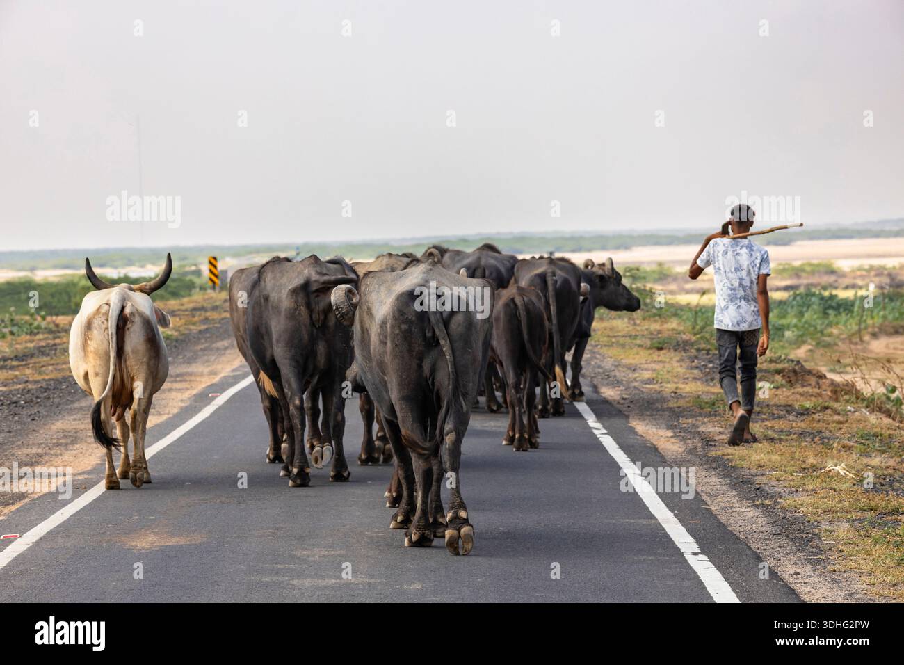 Allevamento di bufali su strada, vicino a Rann di Kutch, Kutch, Gujarat, India, Asia meridionale, Asia Foto Stock