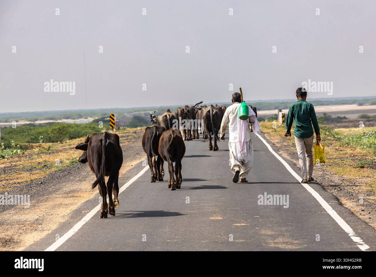 Allevamento di bufali su strada, vicino a Rann di Kutch, Kutch, Gujarat, India, Asia meridionale, Asia Foto Stock