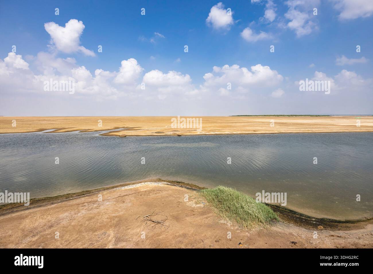 Palude nel deserto, vicino a Rann di Kutch, Kutch, Gujarat, India, Asia meridionale, Asia Foto Stock