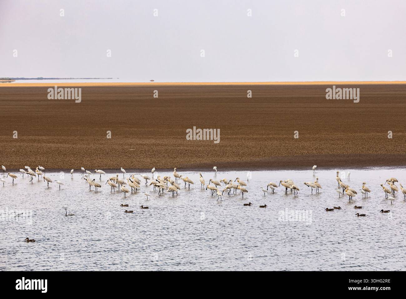 Colonia di Spoonbill, Rann di Kutch, Kutch, Gujarat, India, Asia meridionale, Asia Foto Stock
