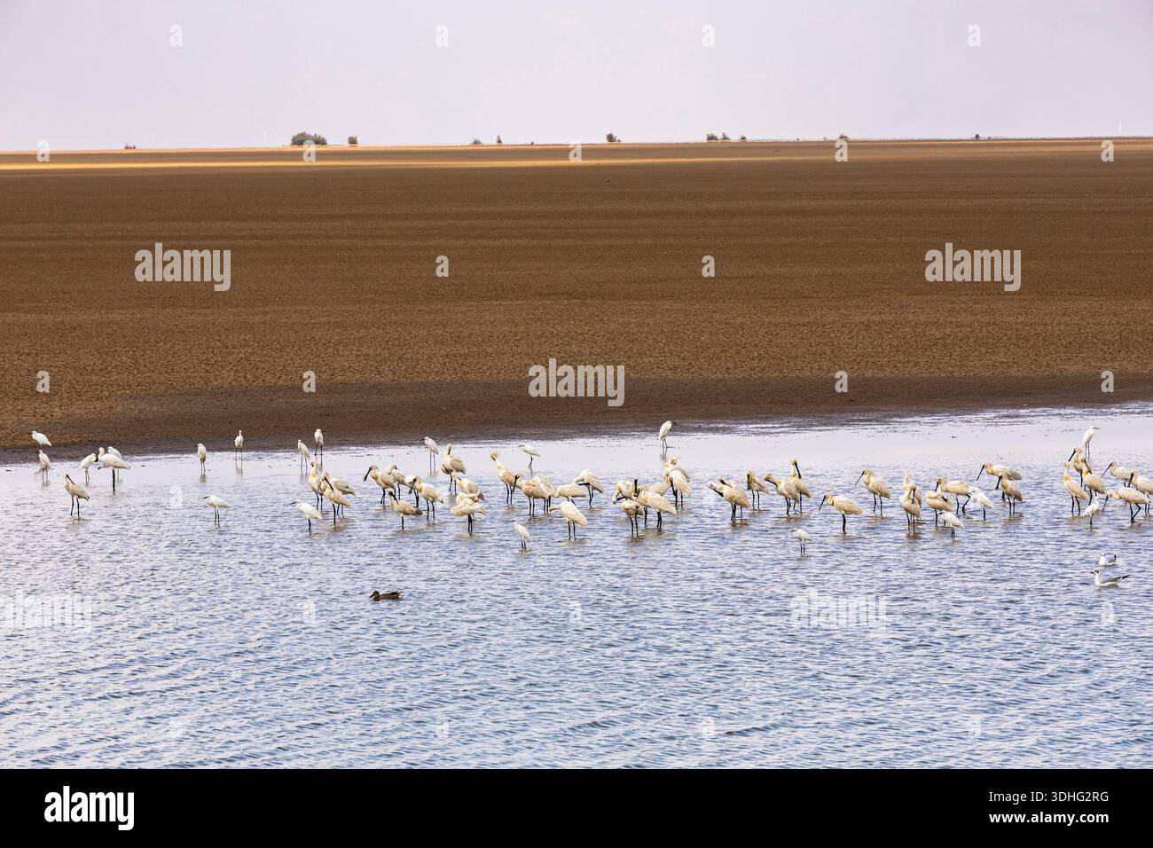 Colonia di Spoonbill, Rann di Kutch, Kutch, Gujarat, India, Asia meridionale, Asia Foto Stock