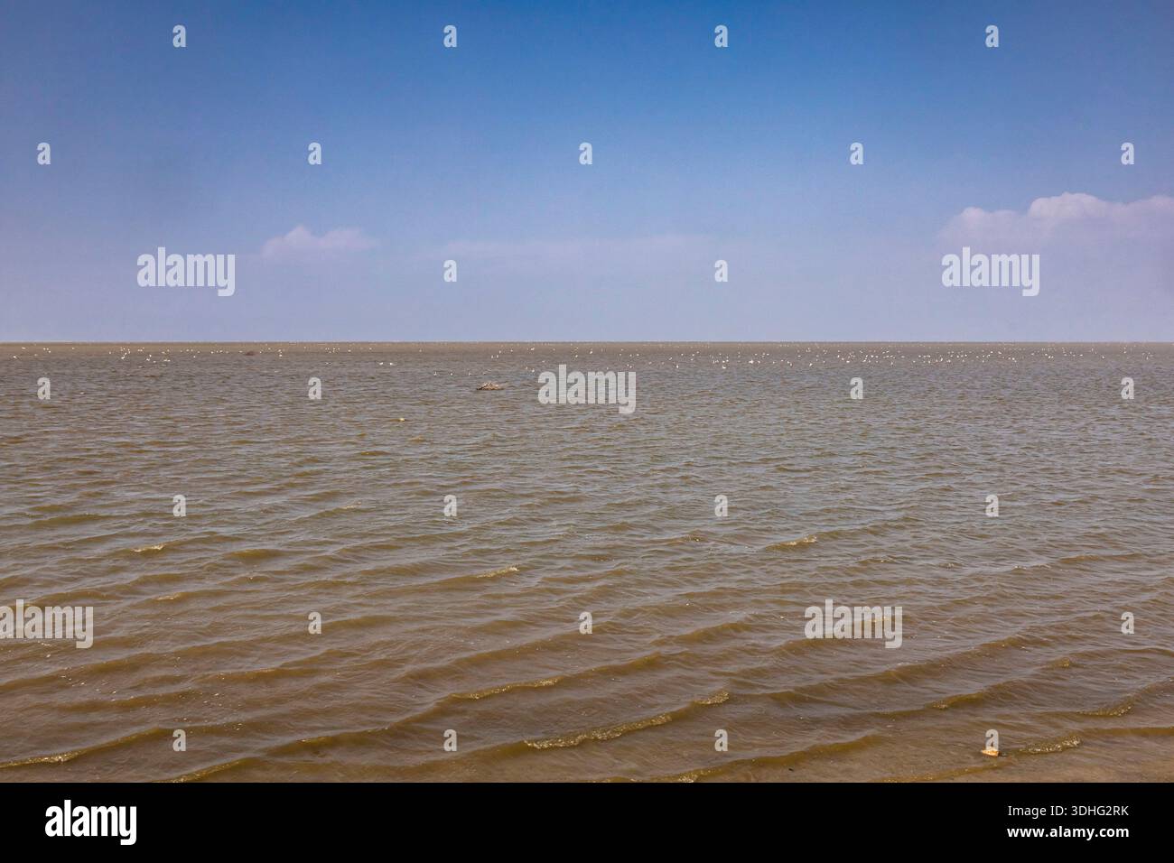 Colonia di Flamingos, Rann di Kutch, Kutch, Gujarat, India, Asia meridionale, Asia Foto Stock