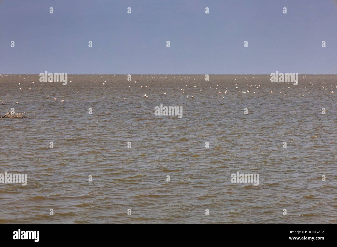 Colonia di Flamingos, Rann di Kutch, Kutch, Gujarat, India, Asia meridionale, Asia Foto Stock