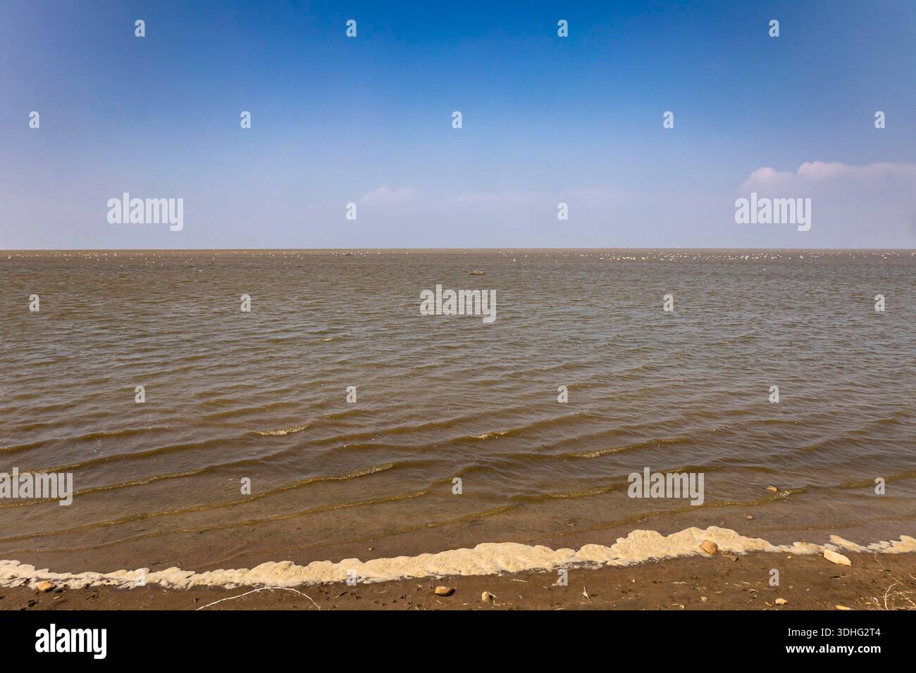 Colonia di Flamingos, Rann di Kutch, Kutch, Gujarat, India, Asia meridionale, Asia Foto Stock