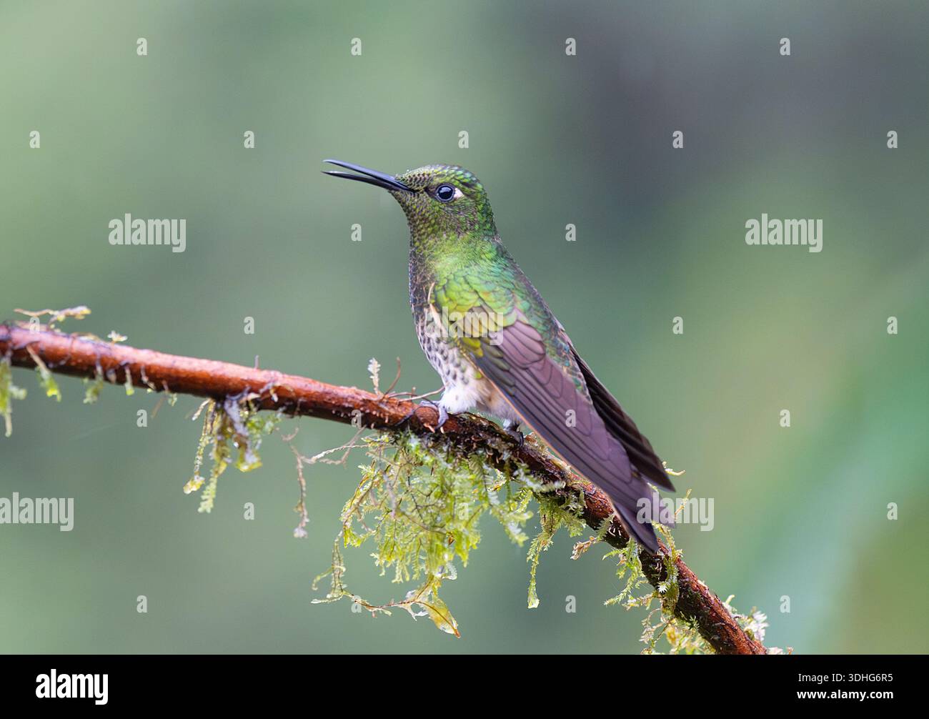 Un coronetto dalla coda di manzo (Boissonneaua flavescens) arroccato con becco aperto, Mirador el Roble, Colombia Foto Stock