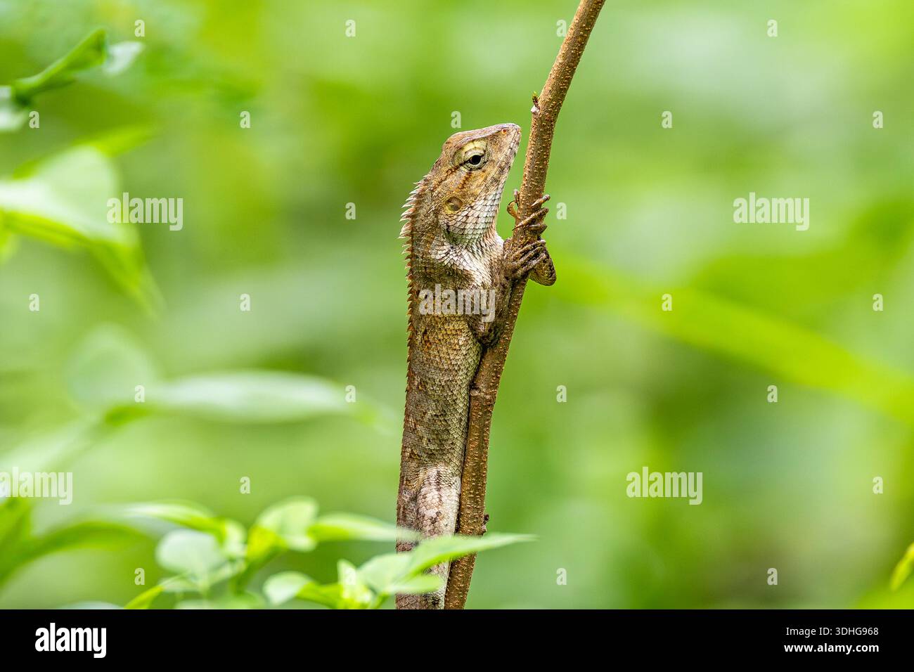 Lucertola da giardino orientale (Calotes versicolor) arroccata su un ramo sottile a Singapore, catturata in un ambiente verde naturale. Foto Stock