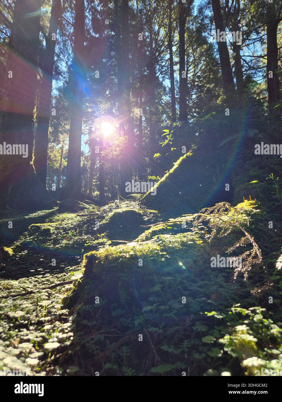 Splendida vista su Alishan, Taiwan (阿里山，台灣) - Immagine stock catturata con smartphone