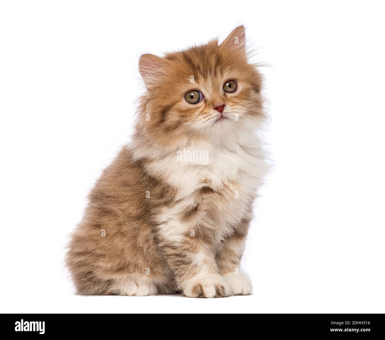 Soffice gattino britannico Longhair seduto e dall'aspetto curioso, isolato su sfondo bianco Foto Stock
