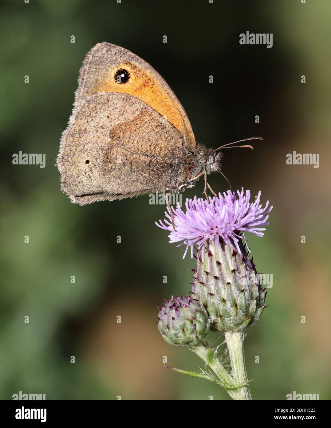 Una bellissima piccola farfalla Heath (Coenonympha pamphilus) nel Cotswold Hills Gloucestershire durante l'estate Foto Stock