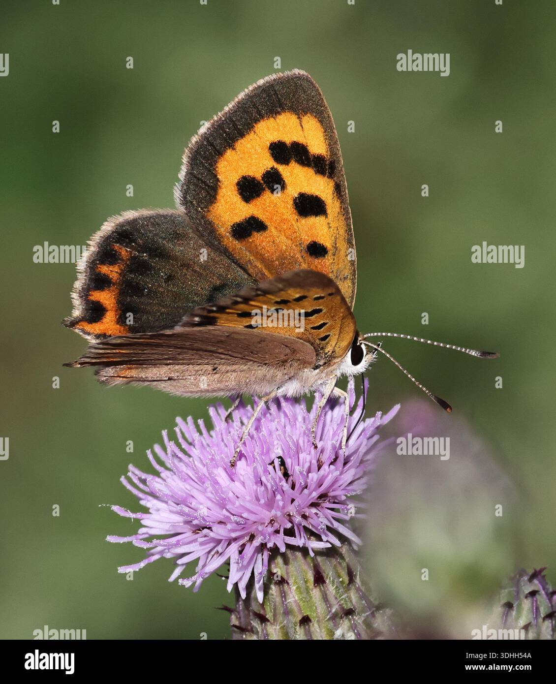 Una bellissima piccola farfalla di rame (Lycaena phlaeas) nelle Cotswold Hills Gloucestershire durante l'estate Foto Stock