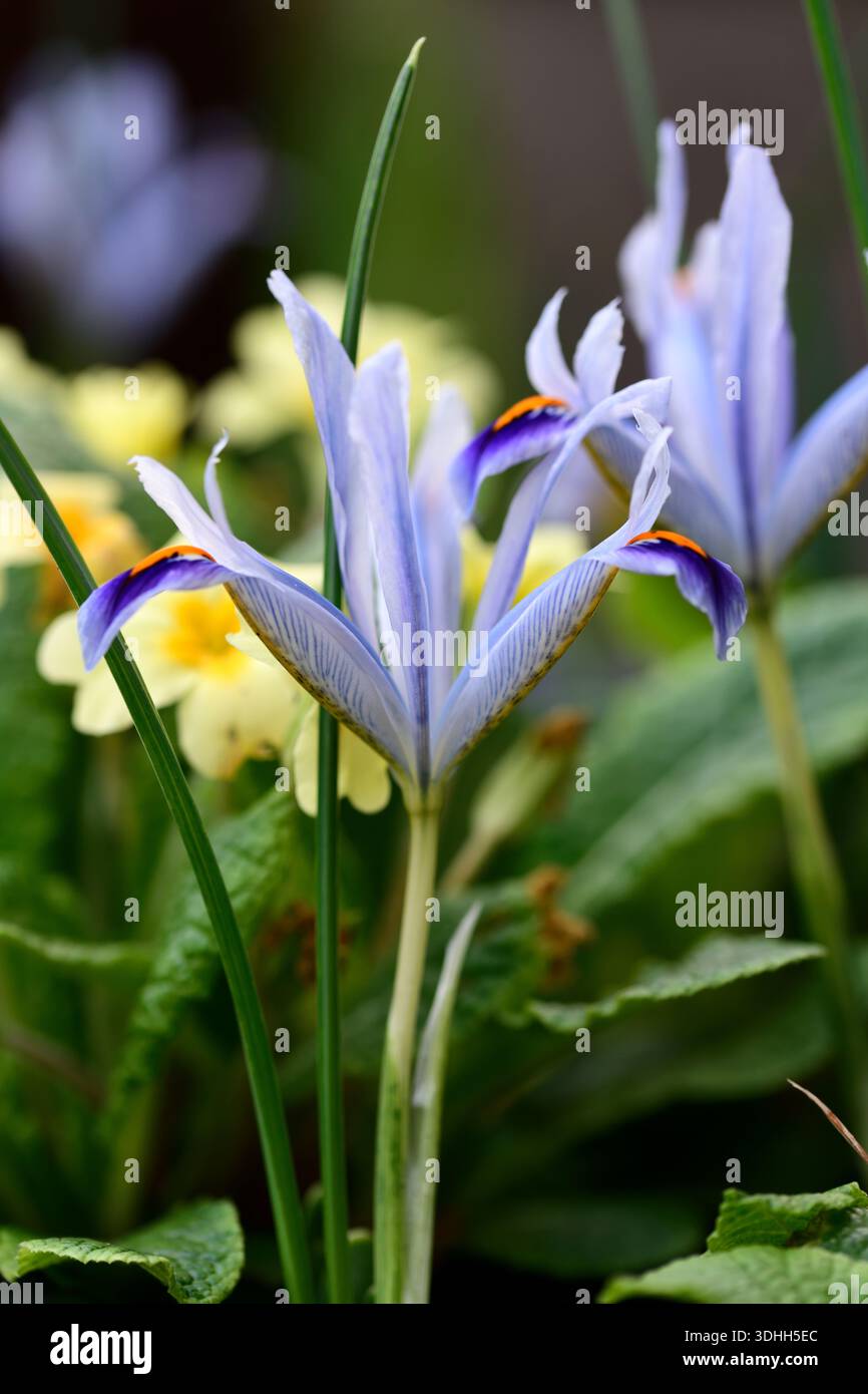Iris Angela, Iris reticulata Angela, fiori azzurri pallidi, Iris reticulata, cascate blu-viola scuro con una macchia gialla e segni bianchi, nano Foto Stock