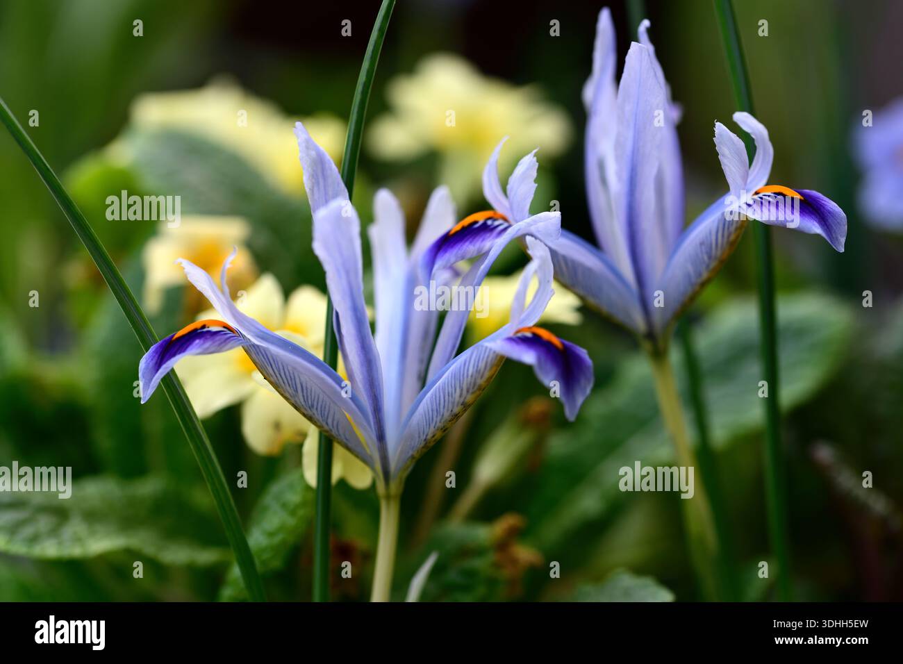 Iris Angela, Iris reticulata Angela, fiori azzurri pallidi, Iris reticulata, cascate blu-viola scuro con una macchia gialla e segni bianchi, nano Foto Stock