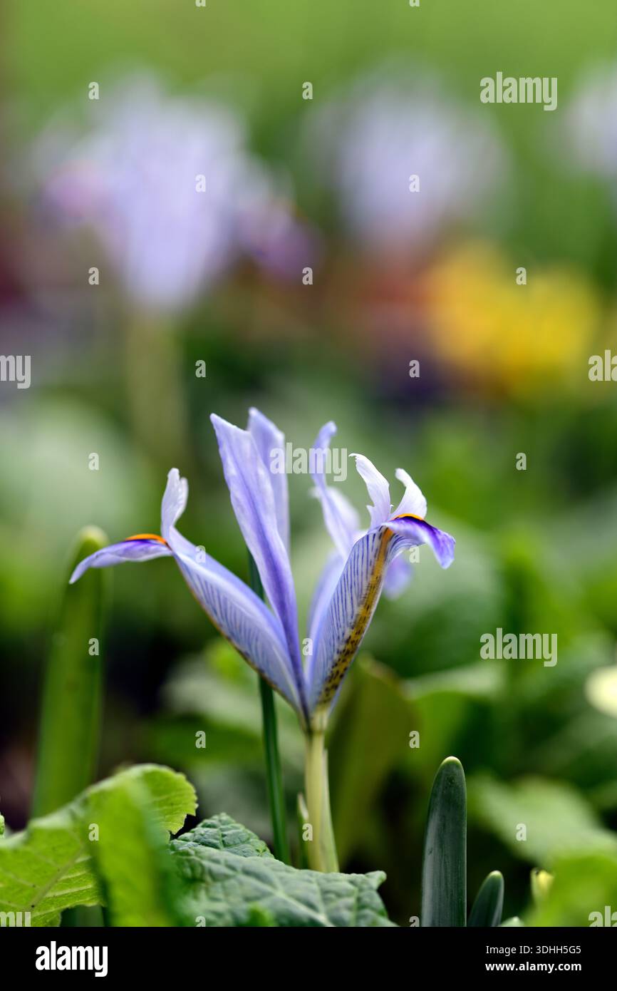Iris Angela, Iris reticulata Angela, fiori azzurri pallidi, Iris reticulata, cascate blu-viola scuro con una macchia gialla e segni bianchi, nano Foto Stock