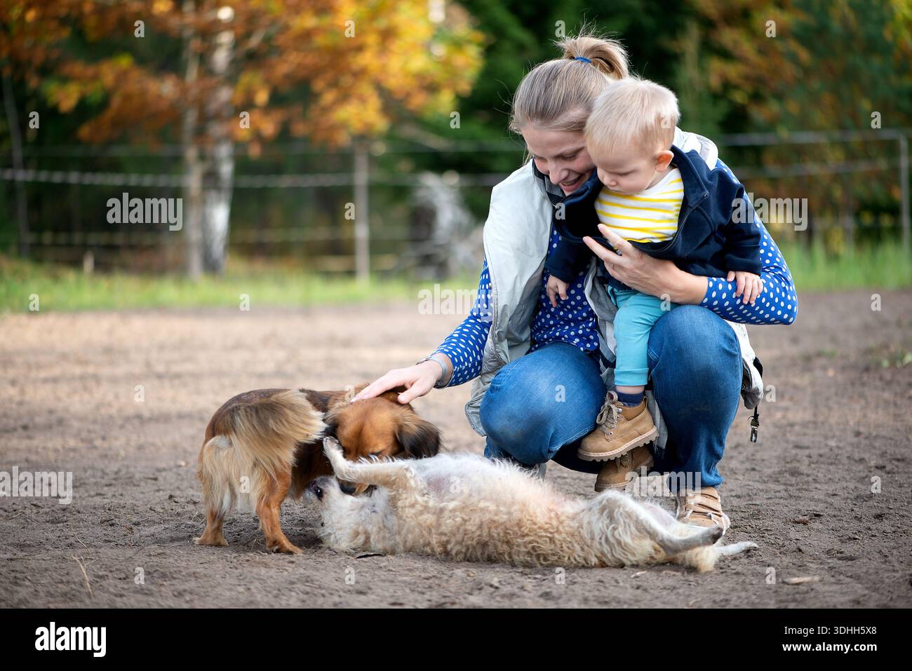 Immagine orizzontale di una donna di mezza età inginocchiata con un bambino mentre due cani interagiscono giocosamente. I toni autunnali terrosi evidenziano lo sviluppo emotivo Foto Stock