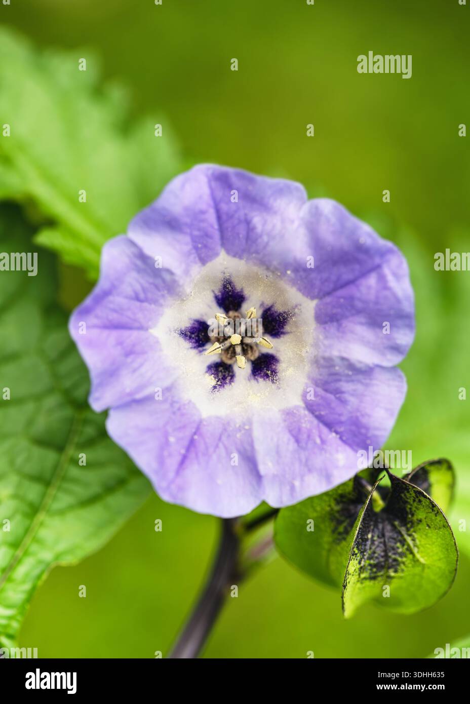 Bellissimo fiore di mela del Perù (Nicandra physalodes) che fiorisce tra foglie verdi. Petali azzurro-viola con contrasto centrale scuro contro verde tenue Foto Stock