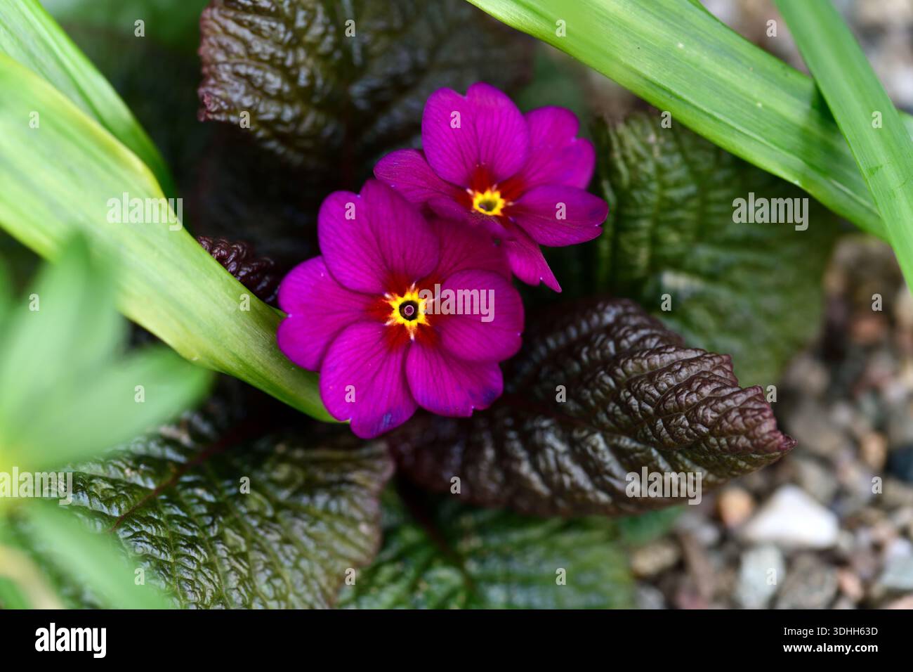 Primula x pruhoniciana Wanda Lilac Colors,primula Wanda Lilac Colors,Wanda Lilac Colors primrose, primrose, primrose, primrose Barnhaven, fiori, fl Foto Stock