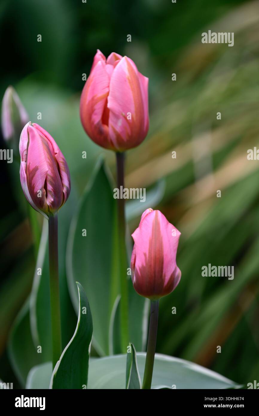 Bella principessa Tulip, petali rosa, fiamma magenta profonda, tulipani rosa, RM Floral Foto Stock