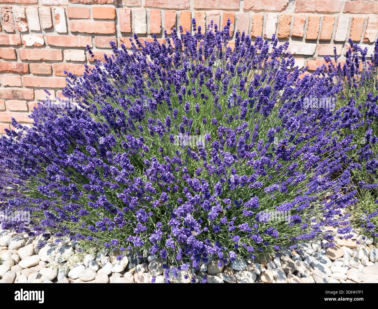 Un grande cespuglio di lavanda viola, Lavandula angustifolia, che fiorisce in un letto da giardino con pietre bianche e mattoni. Foto Stock