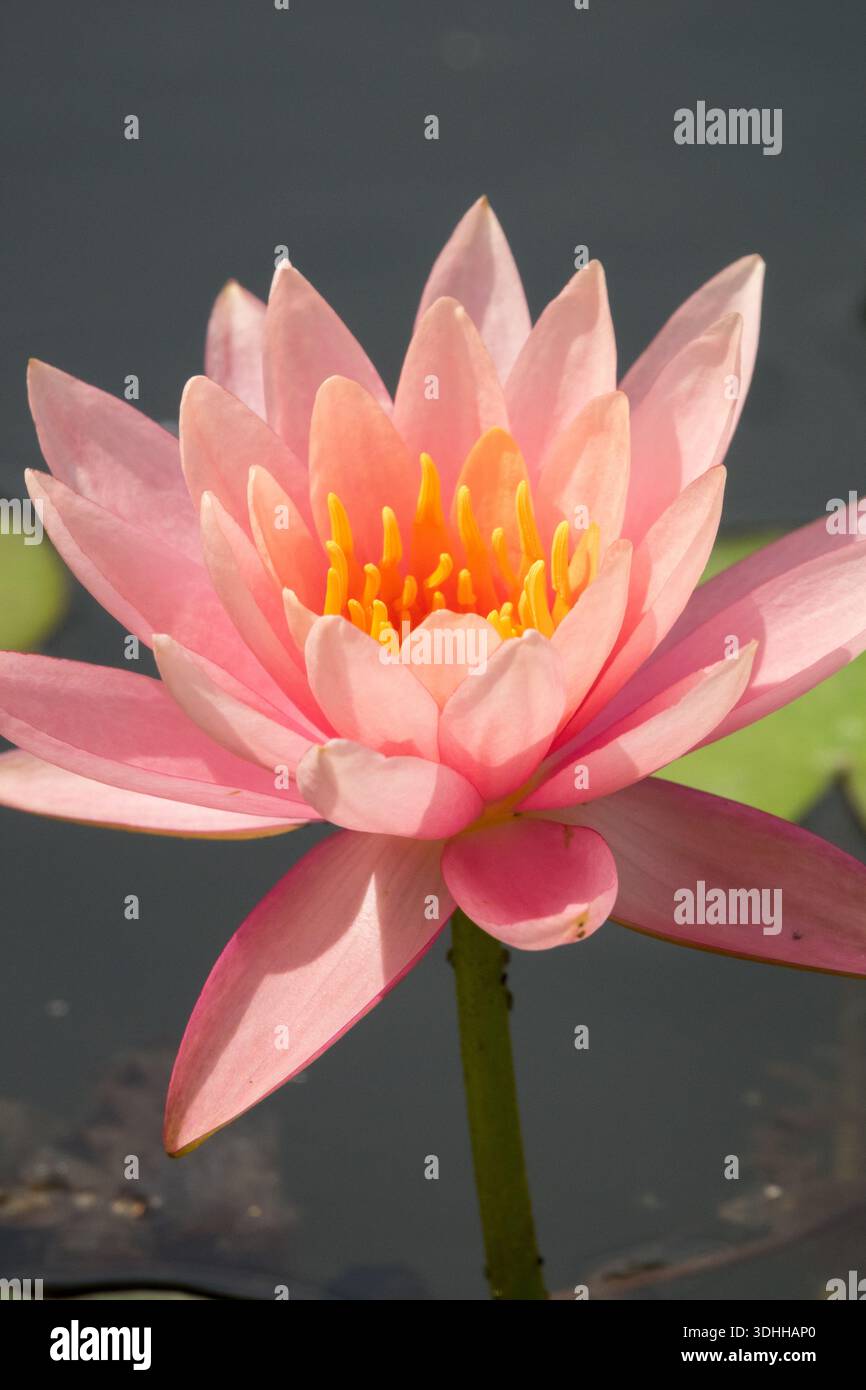 Ninfeo ninfaea "Pink Opal" Foto Stock