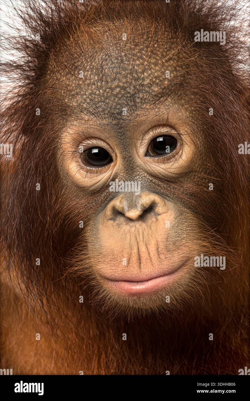 Piccolo orangotango Borneo, pongo pigmeo, ritratto amichevole con pelliccia marrone Foto Stock