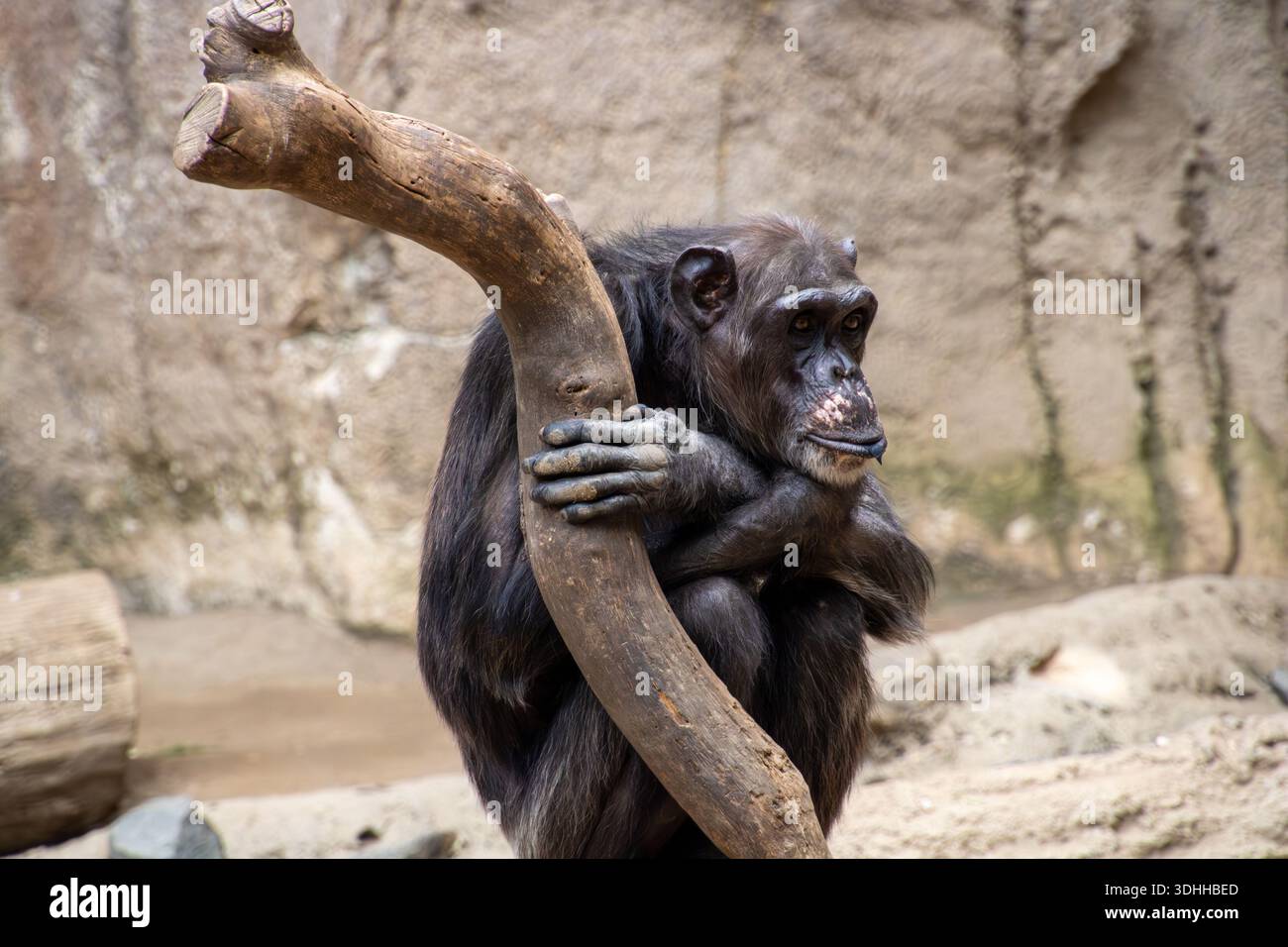 Nachdenklicher Schimpanse im Zoo hält sich an Baumstamm Fest Foto Stock