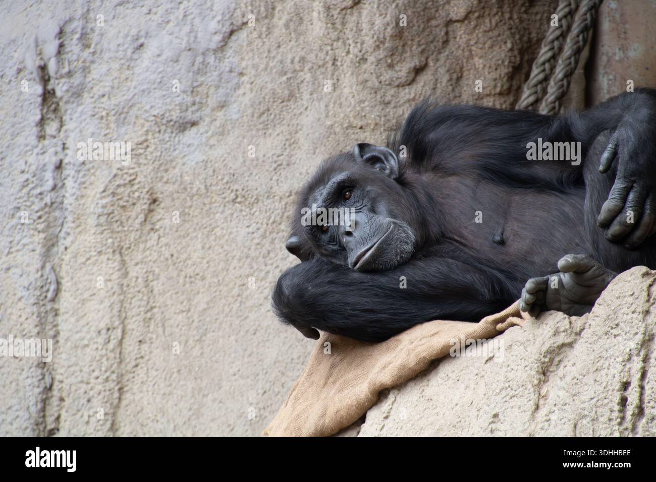 Entspannter Schimpanse liegt im Zoo auf Felsen und Seil Foto Stock