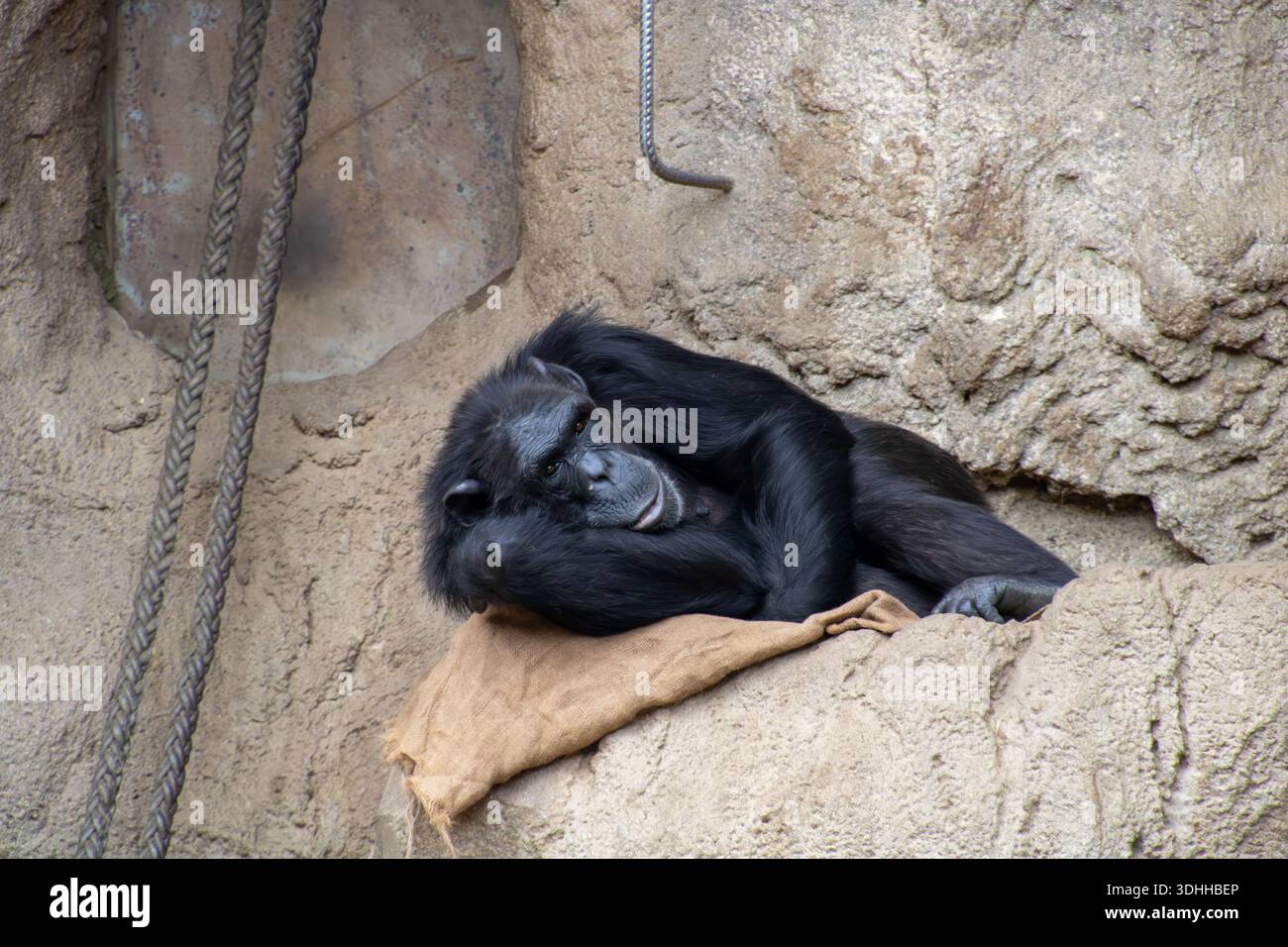 Entspannter Schimpanse liegt im Zoo auf Felsen und Seil Foto Stock