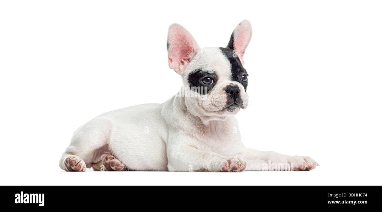 Cucciolo di bulldog francese che riposa, guardando a lato con grandi orecchie Foto Stock