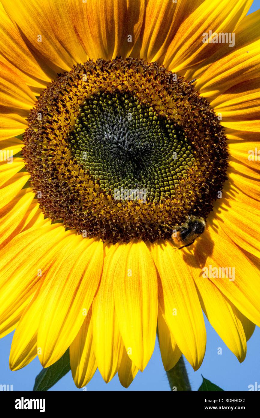 bumblebee di girasole Foto Stock