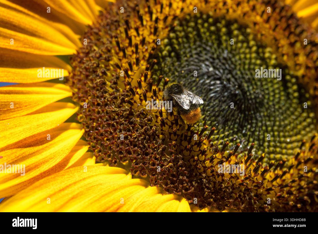 Helianthus annuus. Bumblebee, Bombus che si occupa di foraggio su fiori a disco di girasole. Primo piano, dettaglio. Foto Stock