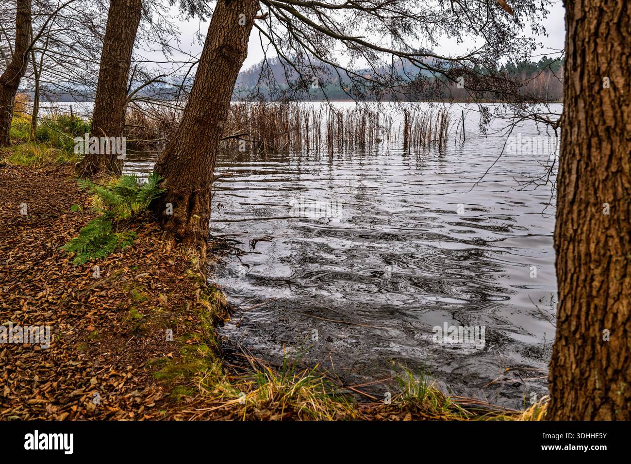 Albero sulla riva autunnale del lago, acqua ondulata, canne e collina con foresta all'orizzonte. Area ricreativa Hamr na Jezere, repubblica Ceca. Foto Stock