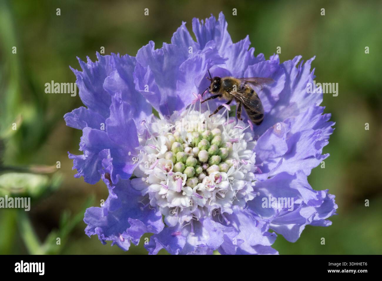 Ape miele su Pincushion Flower Foto Stock