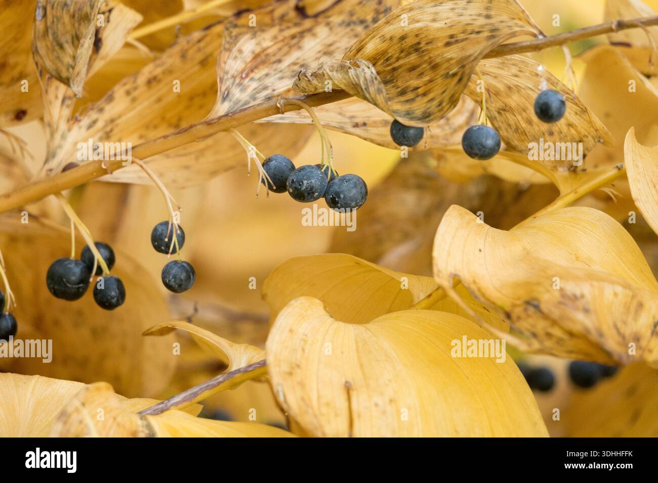 Bacche blu scuro e foglie autunnali ingiallibili di una pianta di foca di Salomone (Polygonatum) Foto Stock