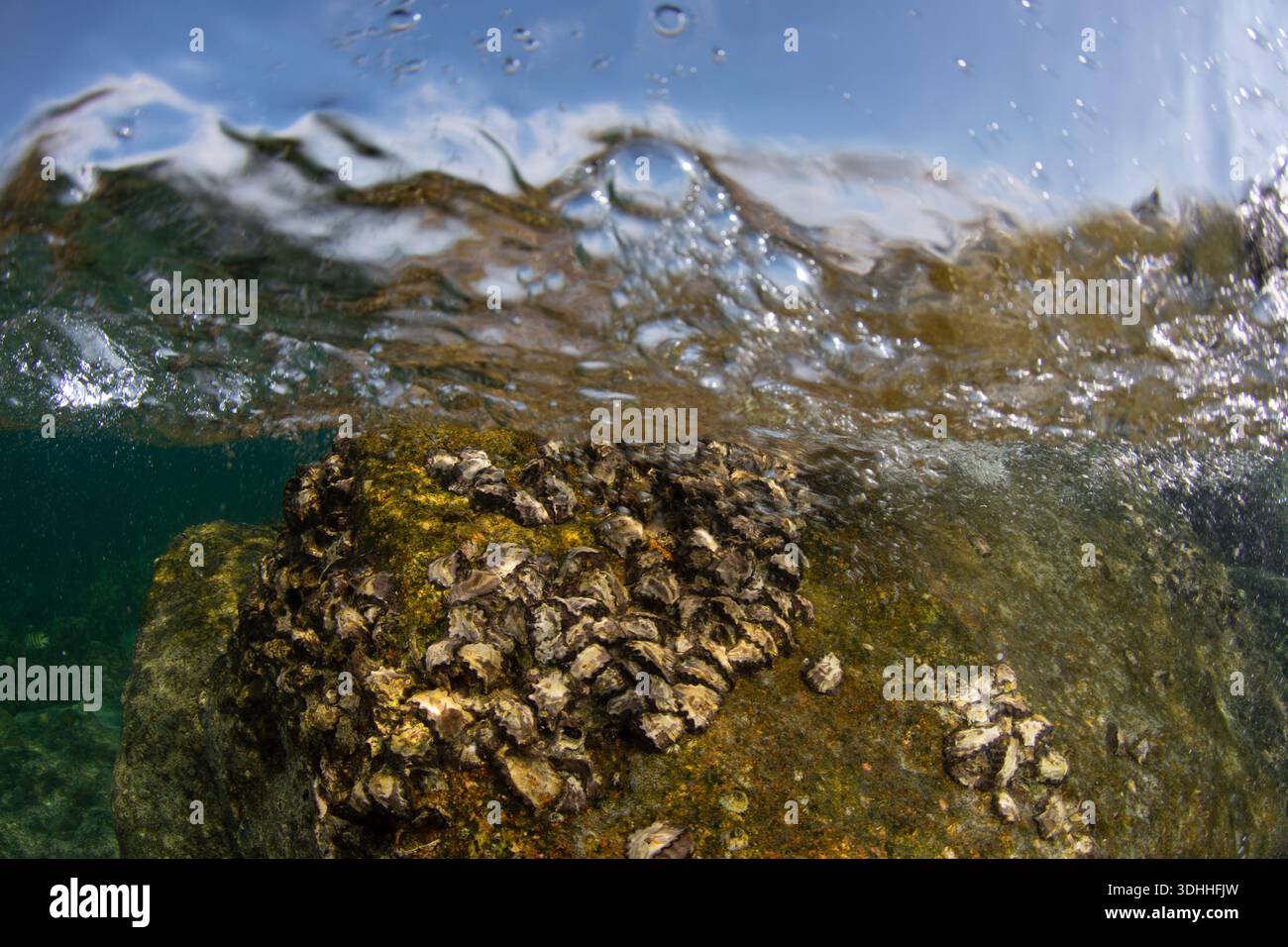 La luce del sole brilla su un'area rocciosa sott'acqua. Piccole conchiglie si aggrappano alle rocce mentre l'acqua crea increspature. Le bolle si innalzano verso la superficie in Foto Stock