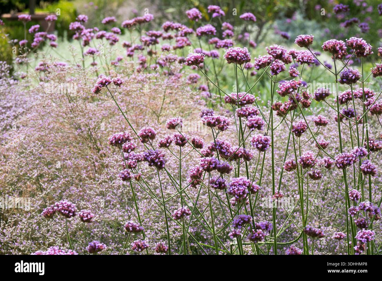 Densi ammassi viola di vervain argentino (Verbena bonariensis) che fioriscono su alti gambi verdi in un soleggiato giardino all'aperto durante la stagione estiva Foto Stock