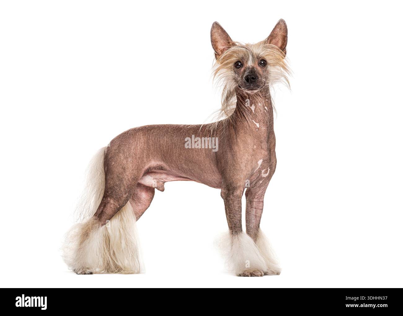 Cane cinese crestato su sfondo bianco, un animale domestico senza capelli che guarda direttamente la fotocamera Foto Stock