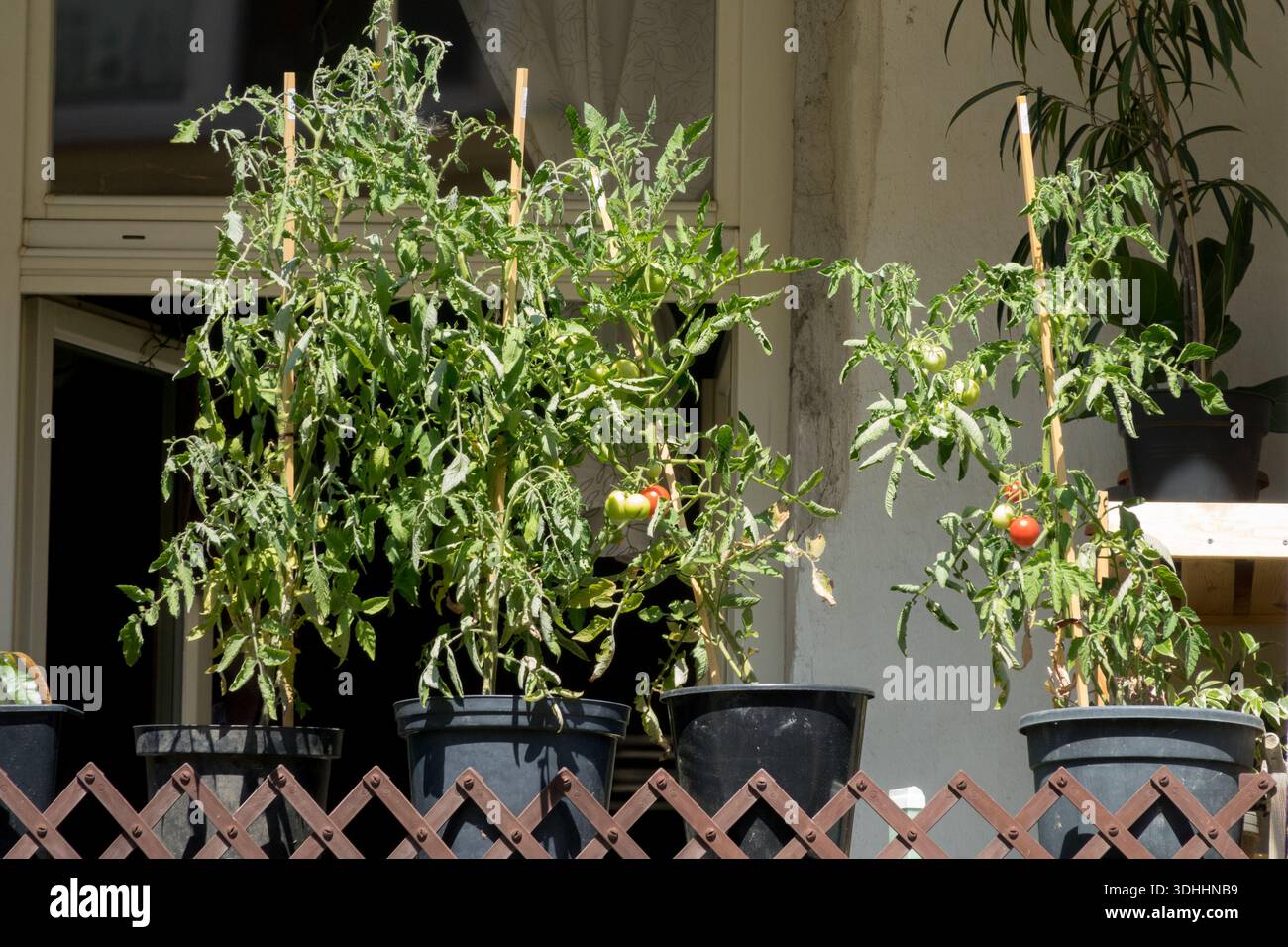 Piante di pomodoro con frutti di maturazione verdi e rossi che crescono in vasi di plastica scura su un balcone soleggiato dietro una recinzione in legno Foto Stock