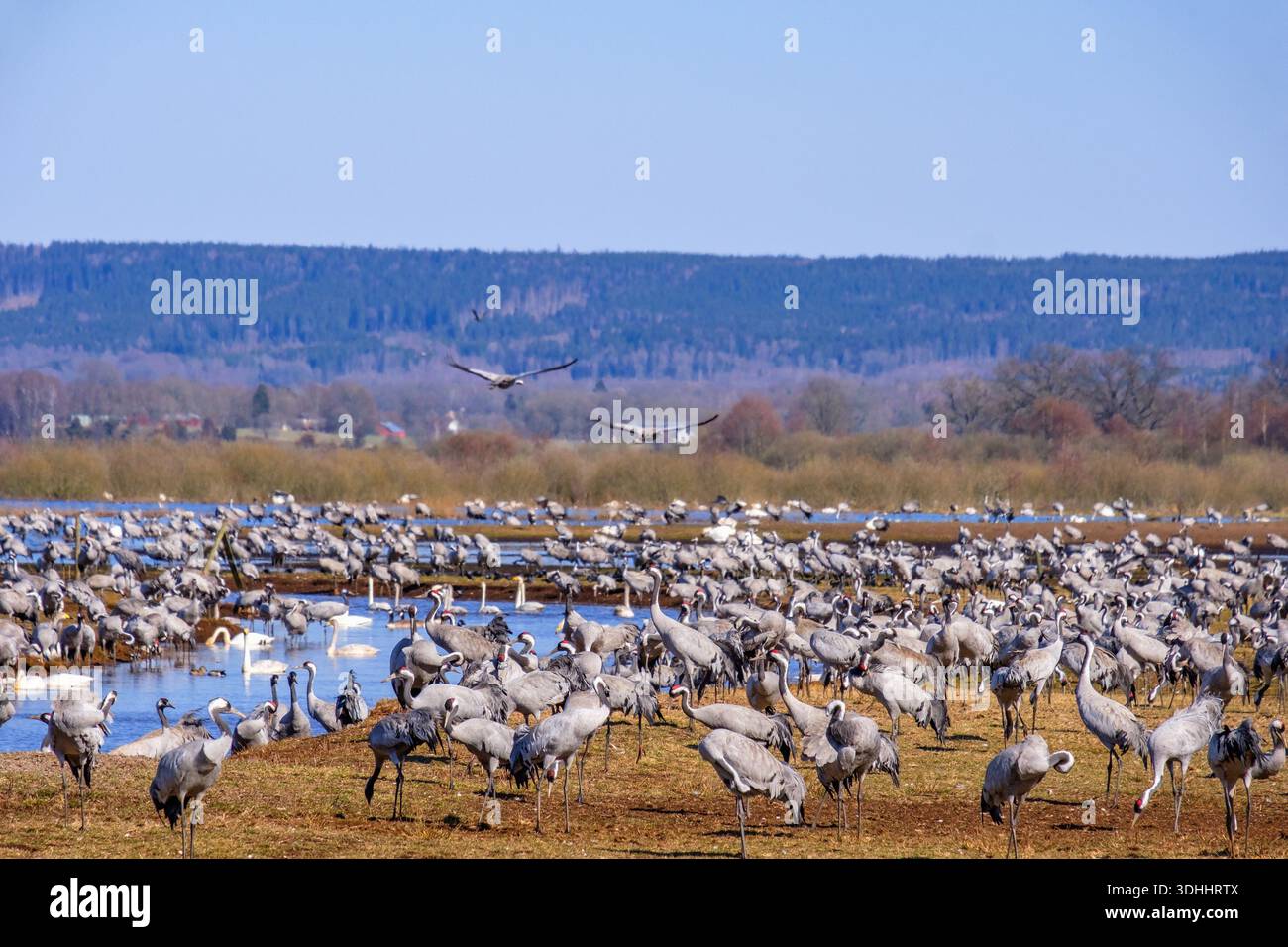 Gru e cigni che riposano su un prato in primavera Foto Stock