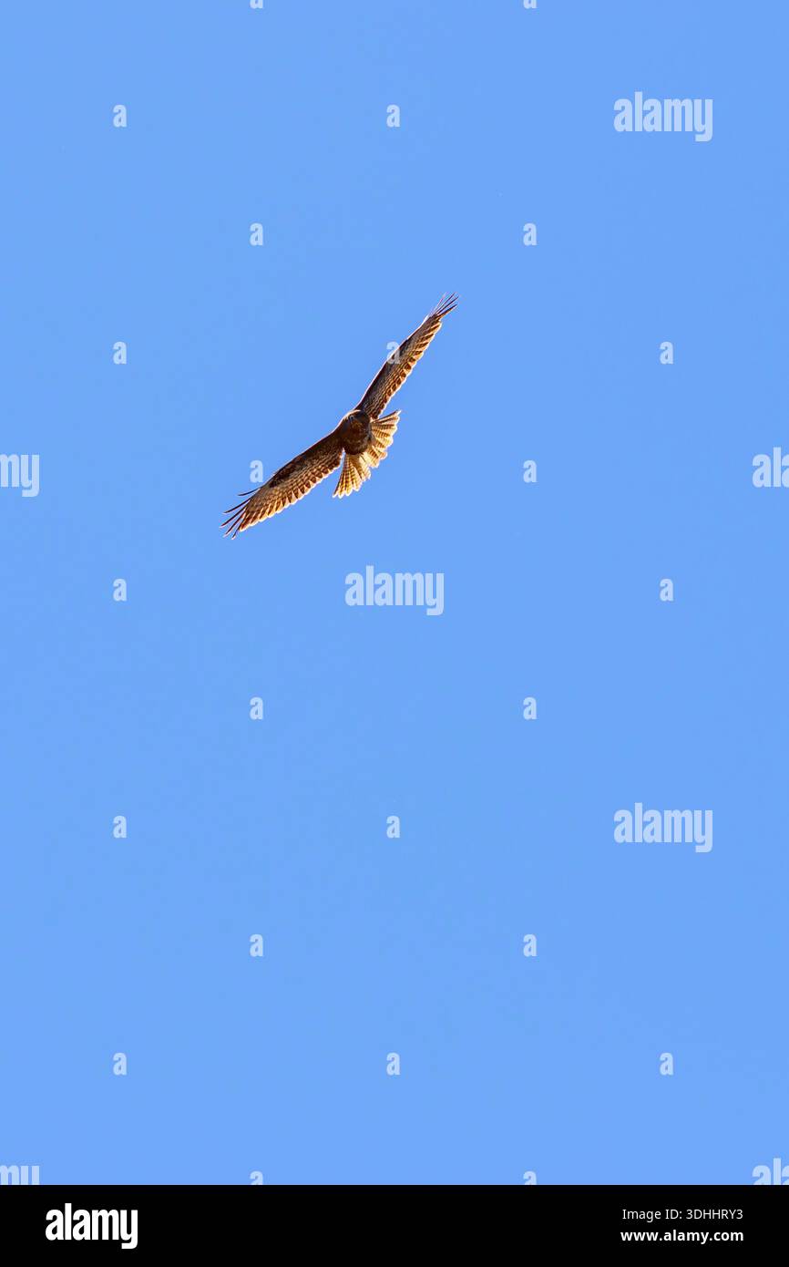 Buzzard al cielo blu Foto Stock