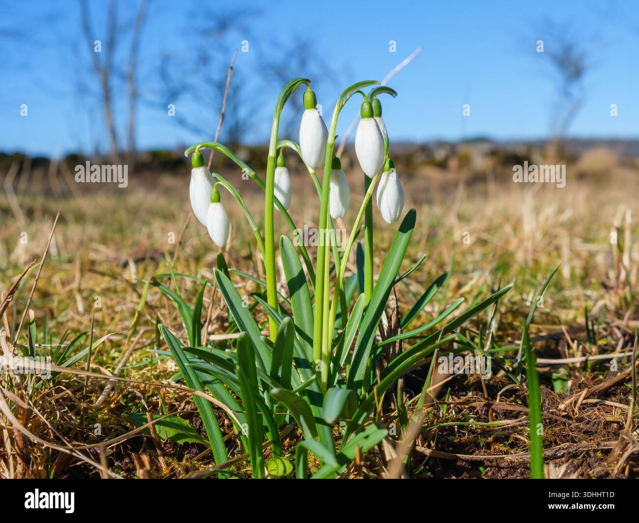 Nevicate in fiore all'inizio della primavera Foto Stock
