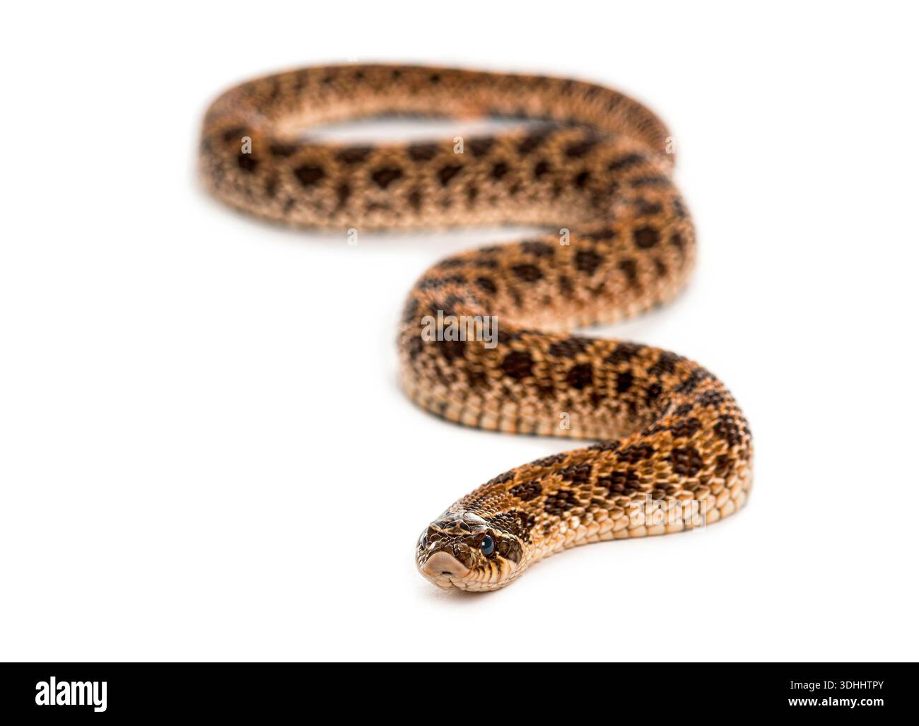 Serpente occidentale dal naso di maiale, Heterodon nasicus, con scale modellate che si muovono su una superficie bianca pulita Foto Stock