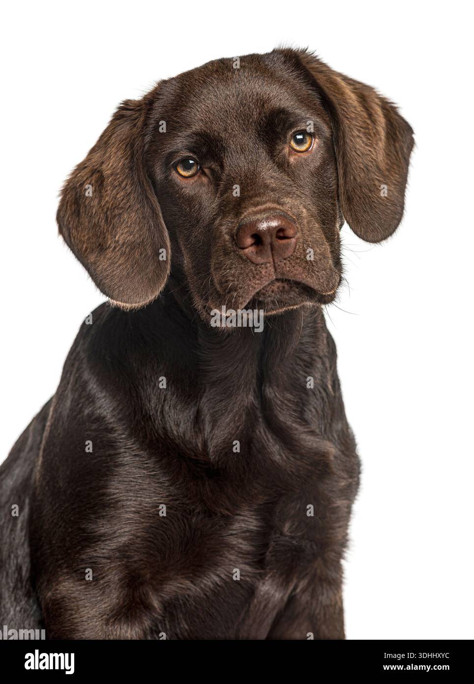 Cucciolo di labrador retriever marrone con occhi caldi, foto in studio Foto Stock