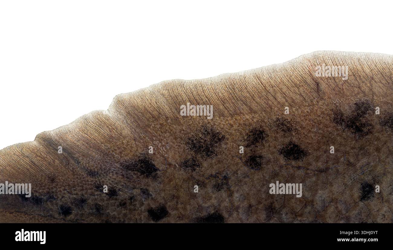 Consistenza della pelle di pesce lunare africano che mostra scaglie e colorazioni microscopiche Foto Stock