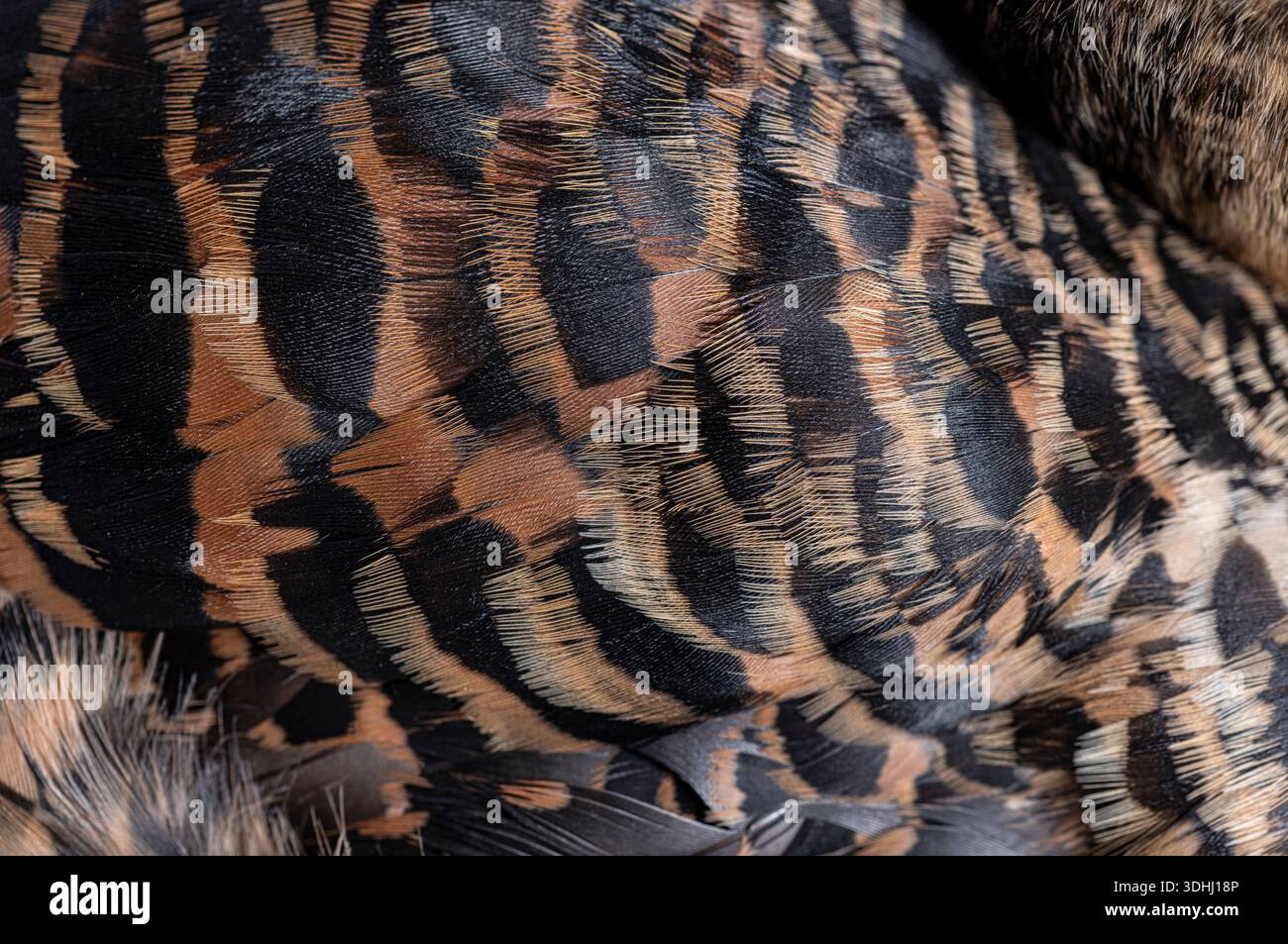 Piume d'anatra con dorso bianco che mostrano una consistenza marrone e nera naturale Foto Stock