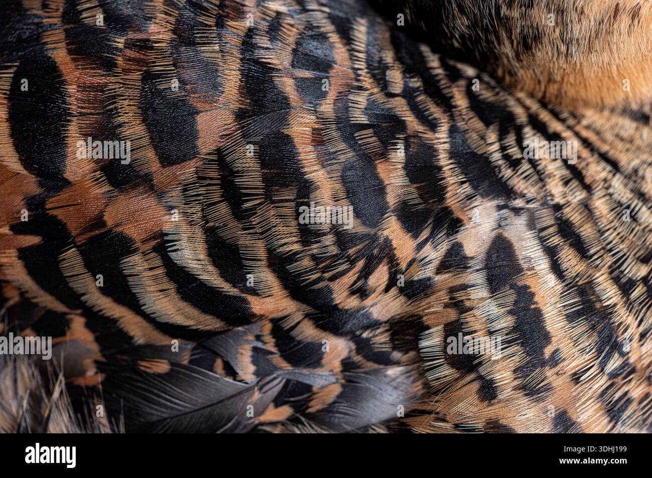 Piumaggio d'anatra con fondo bianco che mostra un'intricata trama di piume marrone e nera Foto Stock