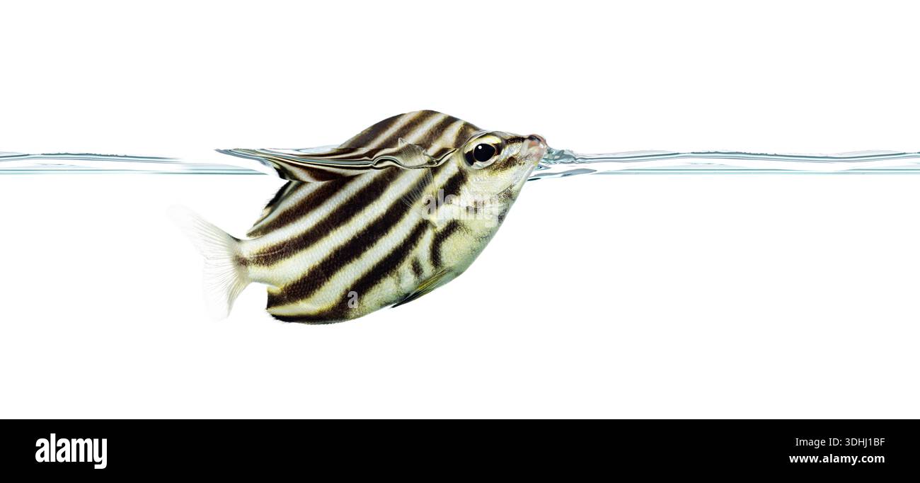 Pesce Stripey che nuota sulla superficie dell'acqua con la testa parzialmente fuori dall'acqua, sfondo bianco Foto Stock